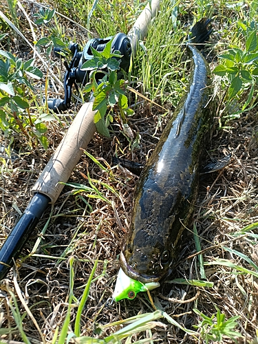 カムルチーの釣果