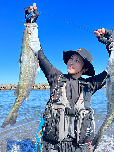 シーバスの釣果