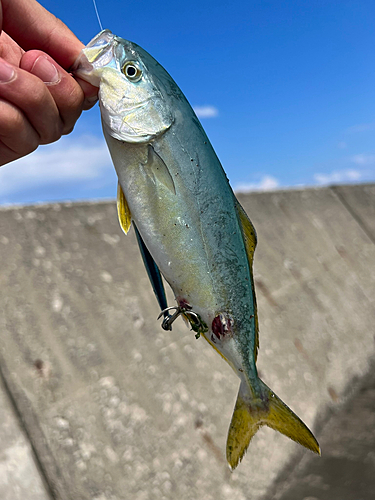 ブリの釣果