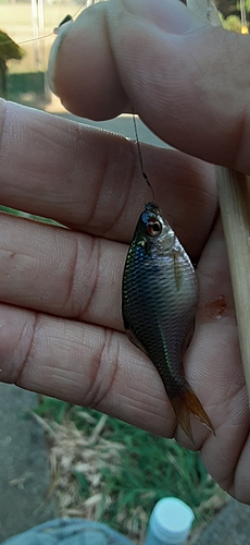 タイリクバラタナゴの釣果