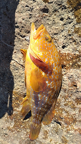 キジハタの釣果