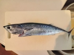 ソウダガツオの釣果