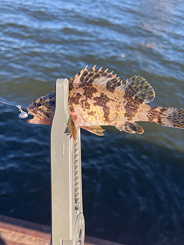 タケノコメバルの釣果