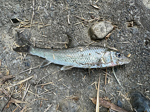 ニゴイの釣果