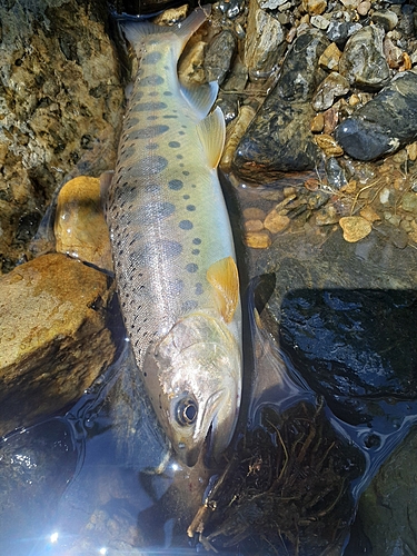 ヤマメの釣果