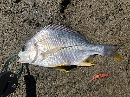 キビレの釣果