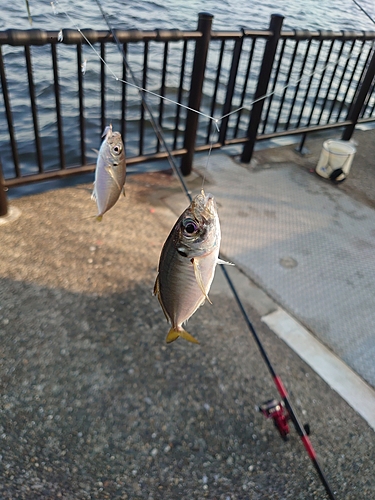 マアジの釣果