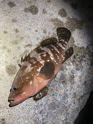 キジハタの釣果