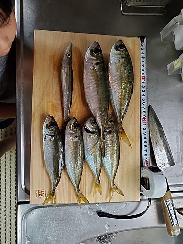 アジの釣果