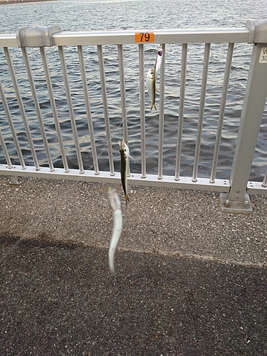 カタクチイワシの釣果