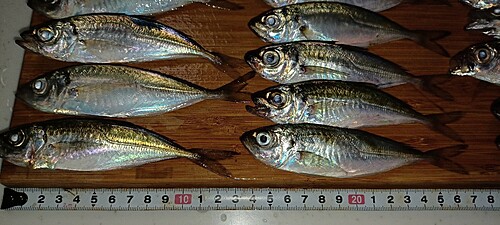 アジの釣果