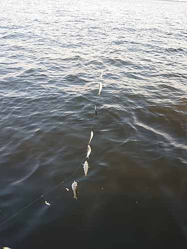 サッパの釣果