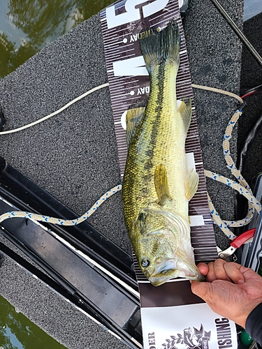 ブラックバスの釣果