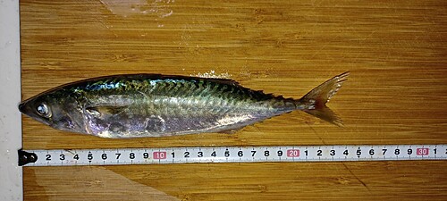 サバの釣果