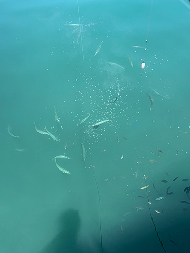 マサバの釣果