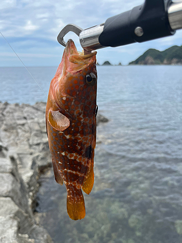 アコウの釣果