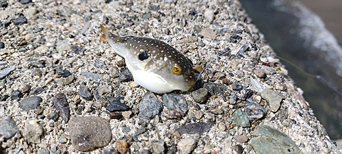 クサフグの釣果