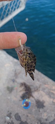 タケノコメバルの釣果