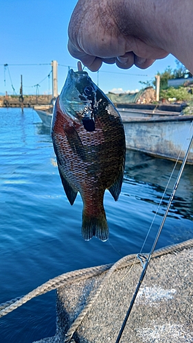 ブルーギルの釣果