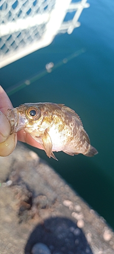 シロメバルの釣果