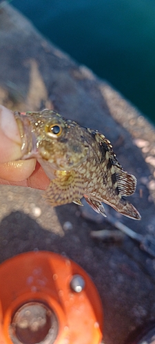 タケノコメバルの釣果