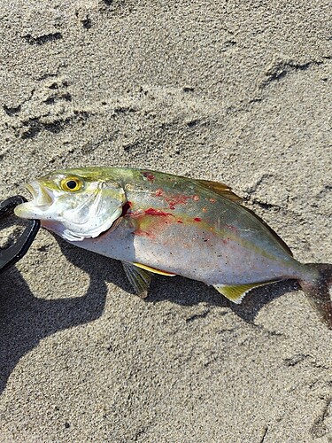 ワカシの釣果