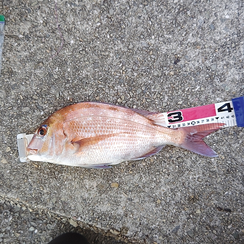 マダイの釣果