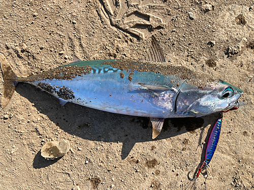 ソウダガツオの釣果