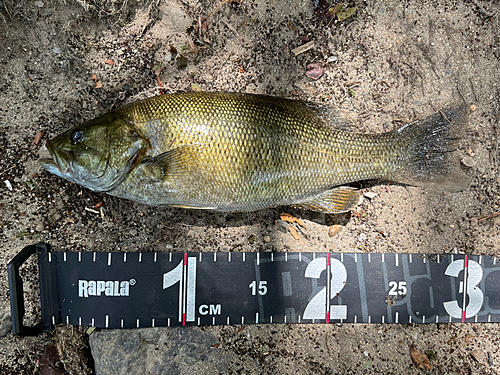 スモールマウスバスの釣果