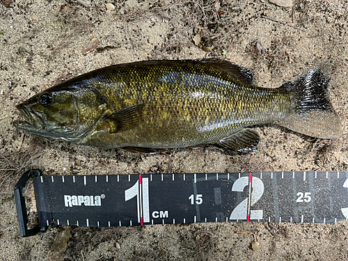 スモールマウスバスの釣果