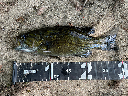 スモールマウスバスの釣果