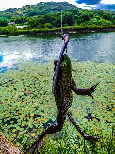 ブラックバスの釣果