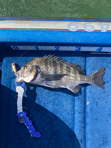 クロダイの釣果