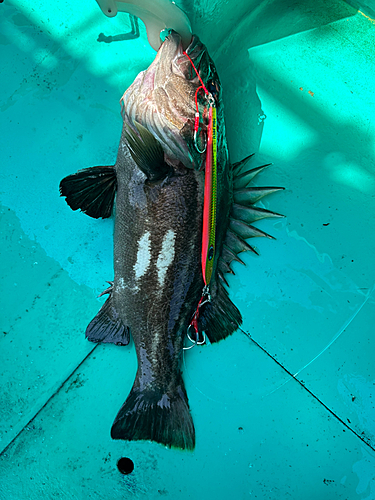 イシナギの釣果