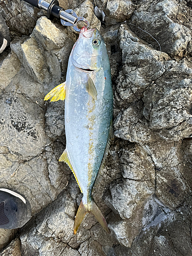 ヒラマサの釣果