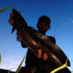 ライギョの釣果