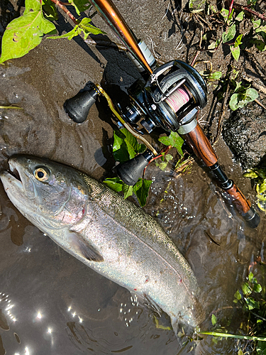 ニジマスの釣果