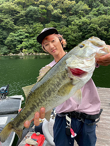 ブラックバスの釣果