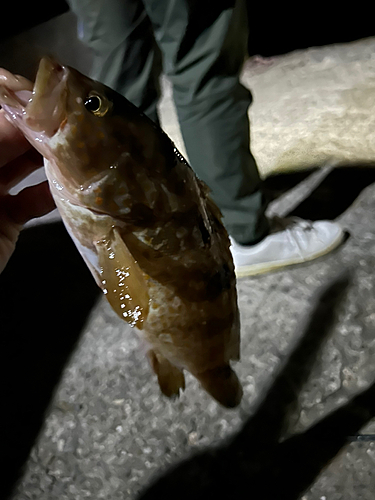 アコウの釣果