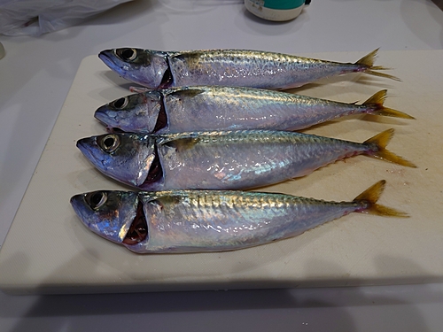 ゴマサバの釣果