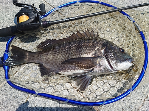 チヌの釣果