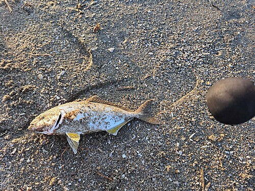 ショゴの釣果