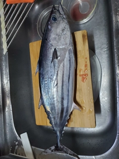 カツオの釣果