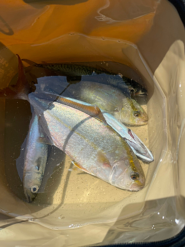 ショゴの釣果