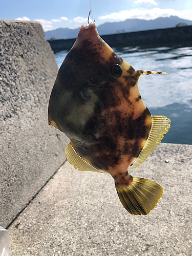 カワハギの釣果