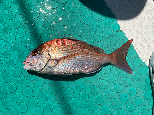 マダイの釣果