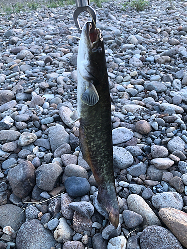 ナマズの釣果