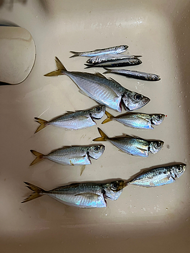 アジの釣果