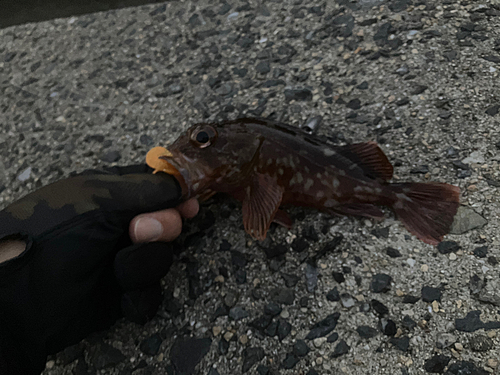 カサゴの釣果