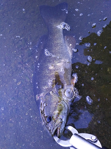 スモールマウスバスの釣果